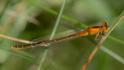 Ischnura pumilio (Scarce Blue-tailed Damselfly) female 4.jpg